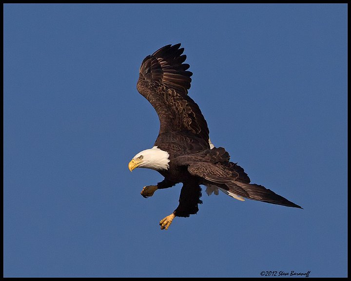 _2SB8933 bald eagle.jpg